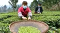 疫情之后的预判：2020年茶行业即将发生的4大新趋势