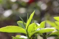 2020茶产业纪实调研（二） 茶行业加速步入转型升级“拐点”