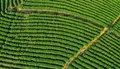 建成“茶山支路”优化完善茶产业链
