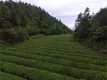 湖南桂东：14.6万亩春茶开采