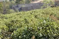 云南勐海：加强农药监管 规范普洱茶市场经营秩序