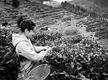 紫阳陆续开采24万亩富硒茶 茶叶综合产值43.4亿元