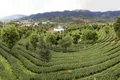 一片小茶叶，一个大产业 云南省普洱市茶产业发展纪实