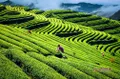 共饮温州早茶，助力温州市茶产业