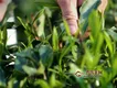 辨别白茶茶种，要掌握茶树品种和采摘制作的区别！