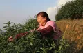 长寿明前春茶吐新绿 村民穿梭茶垄间采摘忙