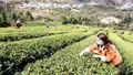 宜昌市多部门多行业合力帮五峰“卖茶”