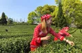 “洋弟子”重庆学制茶传播中国茶故事