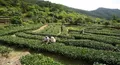 山西深挖中药材资源 打造中国第七大茶系