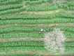 岑巩200农户种下千亩“致富茶”