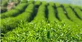 陕西商洛：茶叶采摘期比往年提前 