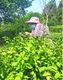 武汉12.5万亩茶叶进入采摘高峰