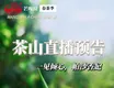 芒嘎拉古茶2020茶山直播预告  一见倾心，帕沙古茶山