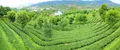 普洱市：逐绿而行 推进茶产业有机化发展