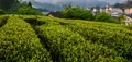全市春茶产量预计4000吨，产值5.3亿元，同比去年略减