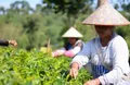 “国家现代农业产业园创建”对思茅茶产业的推动