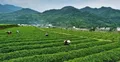 武汉12.5万亩茶叶进入采摘高峰 农户采茶一天增收150元