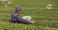 “春茶产量”“茶行业库存”“社交电商助推茶行业”