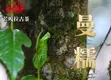 芒嘎拉古茶2020年茶山实况直击  惊鸿一遇，勐宋古茶山滑竹梁子！