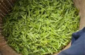 浙江安吉：开通茶叶生产审批绿色通道