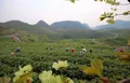 贵州惠水：长岩茶园风光美 群众采摘春茶忙