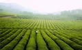 江西安福：茶旅融合 茶园变景区