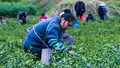 光山：种植茶叶富全村