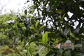 勐海县春茶采摘时间推迟，同期产量较去年下降三成至五成！