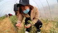 中国最北端茶区泰山女儿茶进入采摘季