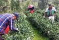 霞浦柏洋：发展茶产业 助力群众增收
