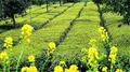 南溪区黄沙镇全力做好茶产业的增量提质