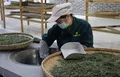 湄潭茶产业：“危”中觅商机 闯出一片新天