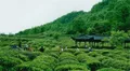 四川名山集中力量保护“蒙顶山茶”品牌