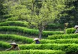 广西龙胜县扎实推进茶叶等特色产业 带动群众增收致富