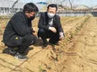青岛西海岸新区：“北茶36”移栽建园成功！
