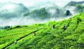 贵州省农业农村厅厅长杨昌鹏到凤冈调研茶产业发展