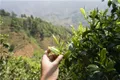 临沧临翔区做大做强绿色生态茶产业