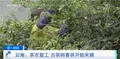 云南临沧：茶农复工 古茶树春茶开始采摘