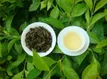 沪茶1号经过7年多研究培育成功 上海有了自己的本帮茶
