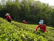  襄阳谷城：茶叶产业助农增收