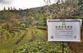 茶山实况播报：2020年云南春茶产量、品质、价格，交易量怎样？