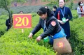 4月19日，45名采茶好手齐聚湄潭小茶海竞技展风采