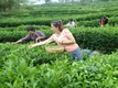 安徽潜山：茶旅融合