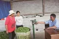 龙陵县10万亩春茶开采