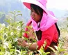 梁河小厂发展茶叶产业带富山区群众