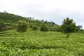 2020中国春茶产销形势 普洱茶产值达70亿 绿茶产区开发轻发酵红茶