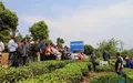 滇西应用技术大学普洱茶学院赴澜沧县 助力茶产业脱贫