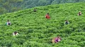 广西隆林：万亩茶园助脱贫