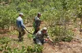 勐海县持续推进打击整治非法侵占林地、林下种茶