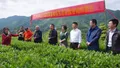 白沙溪茶厂举行2020年谷雨采茶节活动